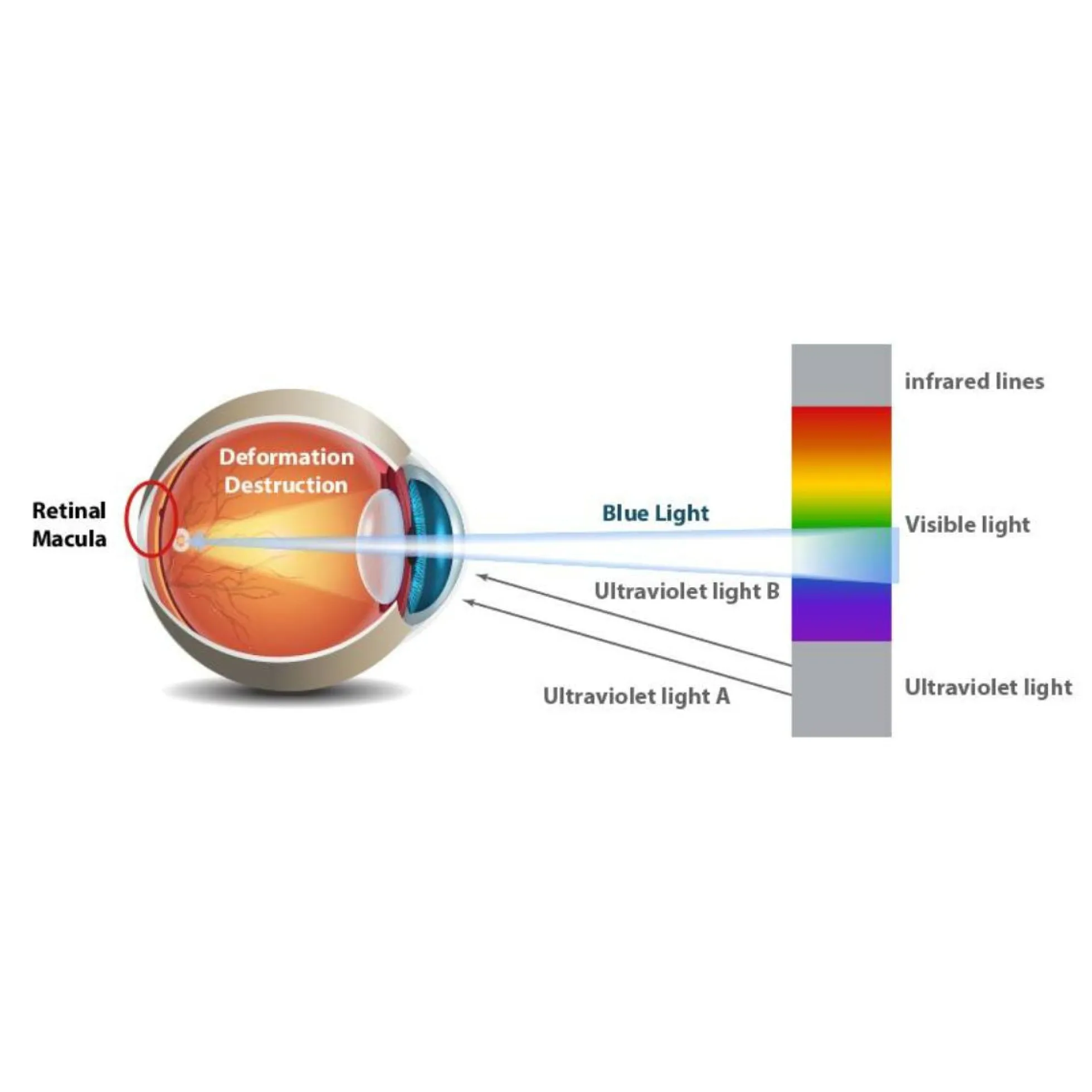 Bombilla LED GU10 6W Full Spectrum "SUNLIKE" - Cristal - 500lm - CRI90 - PAR16 - 36°